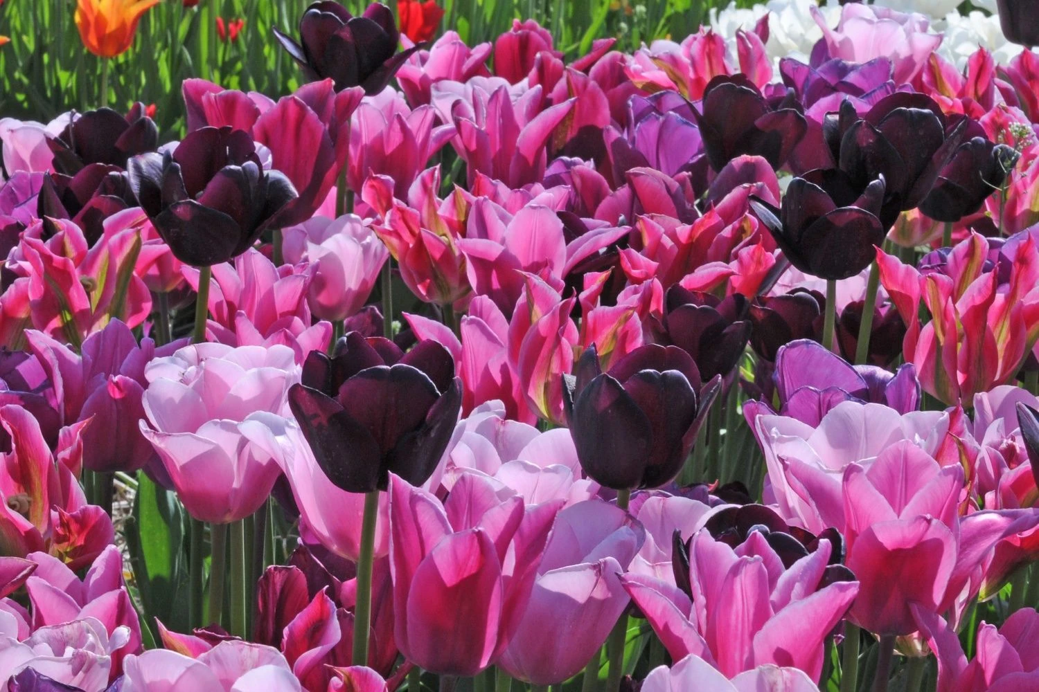 Tulpenmischung 'Cuvée' (Garten-Tulpenmischung) 1 Tulpenmischung 'Cuvée' (Garten-Tulpenmischung)