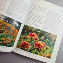 Dahlien (Bettina Verbeek) -Grün Raum Verkaufsgeschäft 21434 Dahlien 20 Bettina 20Verbeek 3 6edae8c4 96ee 47de 85f8 9601f8aba5a3