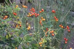 Rose Canina (Hundsrose) -Grün Raum Verkaufsgeschäft 21650 Rose 20canina Hundsrose 3