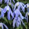 Clematis Alpina 'Frances Rivis' (Alpen-Waldrebe)