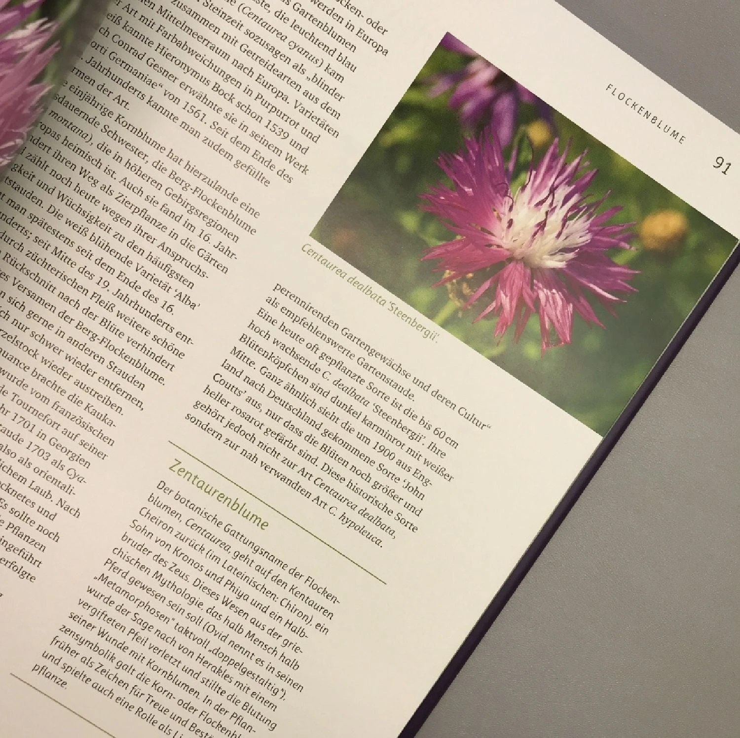 Alte Stauden Schätze (Dieter Gaißmayer) 2 Alte Stauden Schätze (Dieter Gaißmayer) – Bild 2