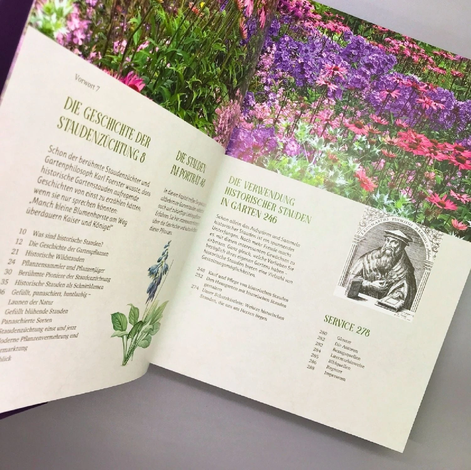 Alte Stauden Schätze (Dieter Gaißmayer) 4 Alte Stauden Schätze (Dieter Gaißmayer) – Bild 4