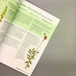 Wildpflanzen Neu Entdecken (Scherf & Caspari) -Grün Raum Verkaufsgeschäft 23318 Wildpflanzen 20neu 20entdecken Scherf 20 20Caspari 3