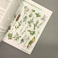 Wildpflanzen Neu Entdecken (Scherf & Caspari) -Grün Raum Verkaufsgeschäft 23318 Wildpflanzen 20neu 20entdecken Scherf 20 20Caspari 4