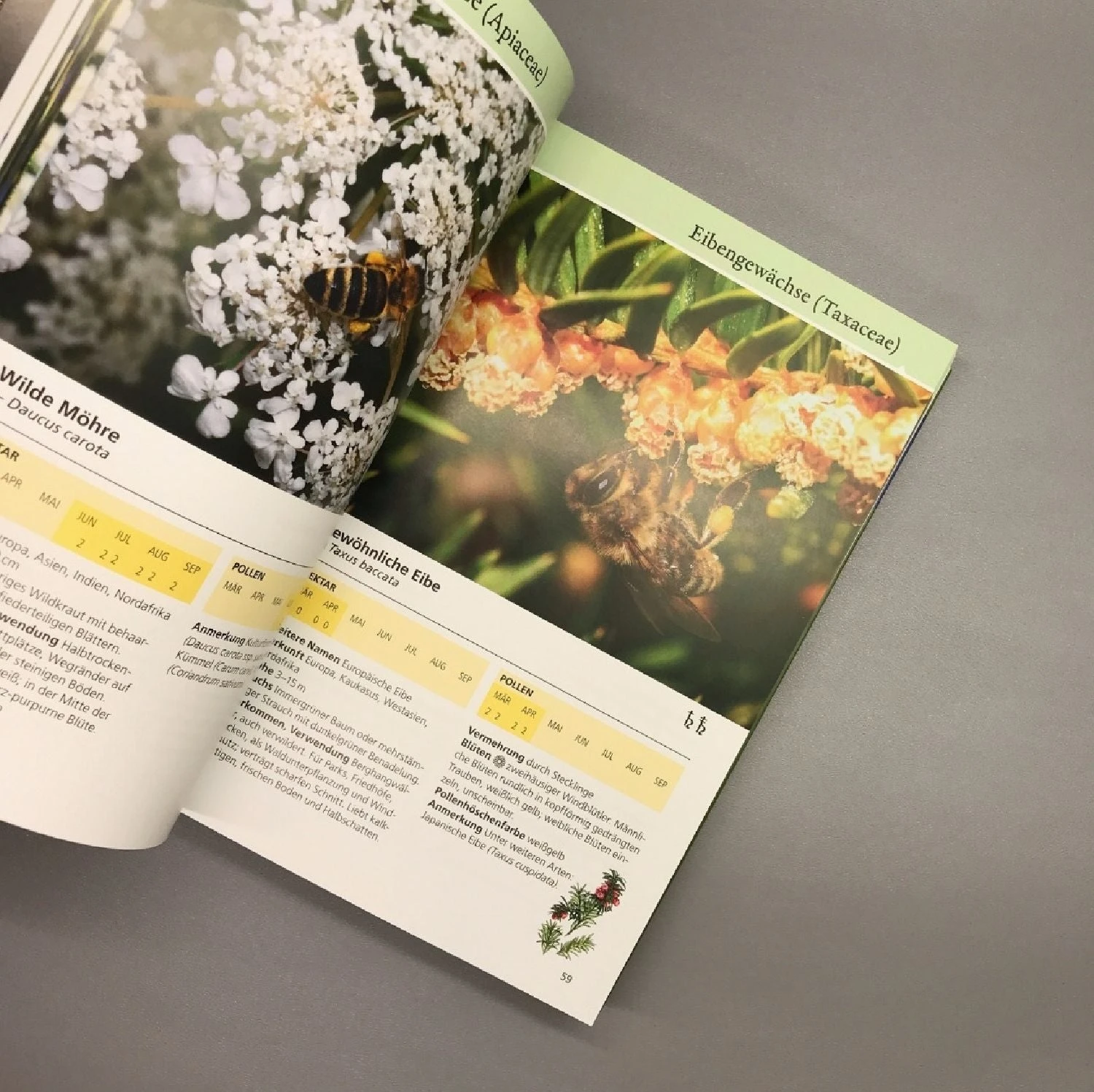 Bienenweide (Günter Pritsch) 5 Bienenweide (Günter Pritsch) – Bild 5