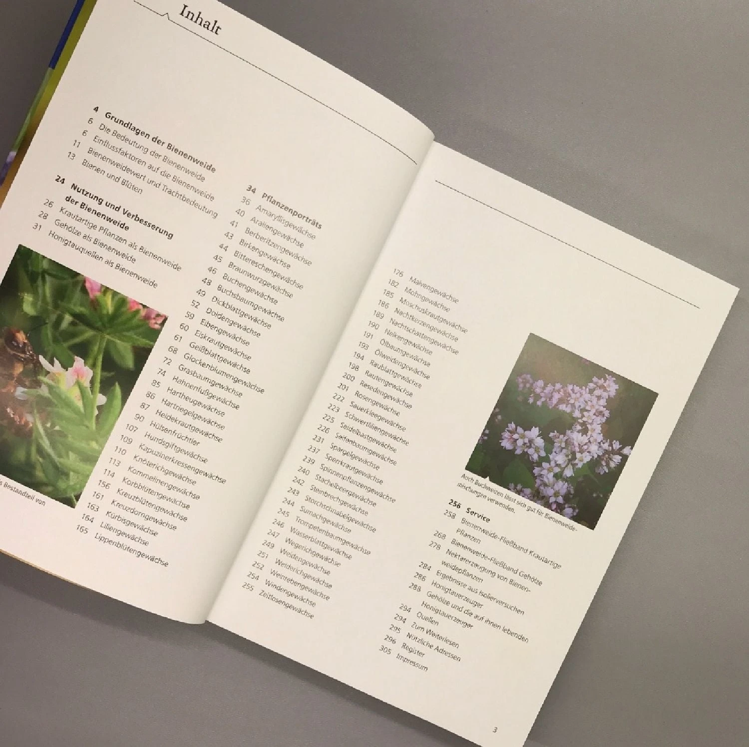 Bienenweide (Günter Pritsch) 6 Bienenweide (Günter Pritsch) – Bild 6