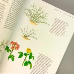 Das Große Ulmer Rosenbuch (Andreas Barlage) 9 Das Große Ulmer Rosenbuch (Andreas Barlage) -Grün Raum Verkaufsgeschäft 24876 Das 20grosse 20Ulmer 20Rosenbuch Andreas 20Barlage 5