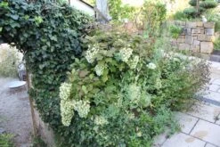 Hydrangea Quercifolia 'Snowflake' (Eichblatthortensie) -Grün Raum Verkaufsgeschäft 26213 Hydrangea 20quercifolia 20Snowflake Eichblatthortensie 3 a61cacee 0d17 41dd b193 c78451a21a06