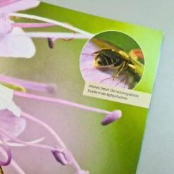 Mein Bienengarten, Erweiterte Auflage (Elke Schwarzer) -Grün Raum Verkaufsgeschäft 28879 Mein 20Bienengarten 20erweiterte 20Auflage Elke 20Schwarzer 3 04aec3c1 537e 4eae 8d86 382d5cac2126