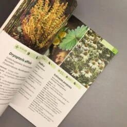 Taschenatlas Stauden (Heissel/Haberer) 8 Taschenatlas Stauden (Heissel/Haberer) -Grün Raum Verkaufsgeschäft 28887 Taschenatlas 20Stauden HeisselHaberer 5