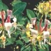 Lonicera Heckrottii 'Goldflame' (Feuer-Geißblatt)