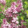 Syringa Meyeri 'Palibin' (Chinesischer Zwergflieder)
