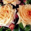 Rose 'Barock' (Strauchrose/Kletterrose)