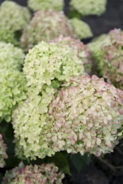 Hydrangea Paniculata 'Vanille Fraise' (Rispenhortensie)