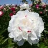 Paeonia Lactiflora 'Festiva Maxima' (Staudenpfingstrose)