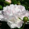 Paeonia Lactiflora 'Noemie Demay' (Staudenpfingstrose)