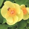 Paeonia Mlokosewitschii (Gelbblühende Kaukasus-Pfingstrose)
