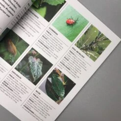 Pflanzen Im Topf (Grünes Garten Wissen) -Grün Raum Verkaufsgeschäft 34299 Pflanzen 20im 20Topf Gruenes 20Garten 20Wissen 4