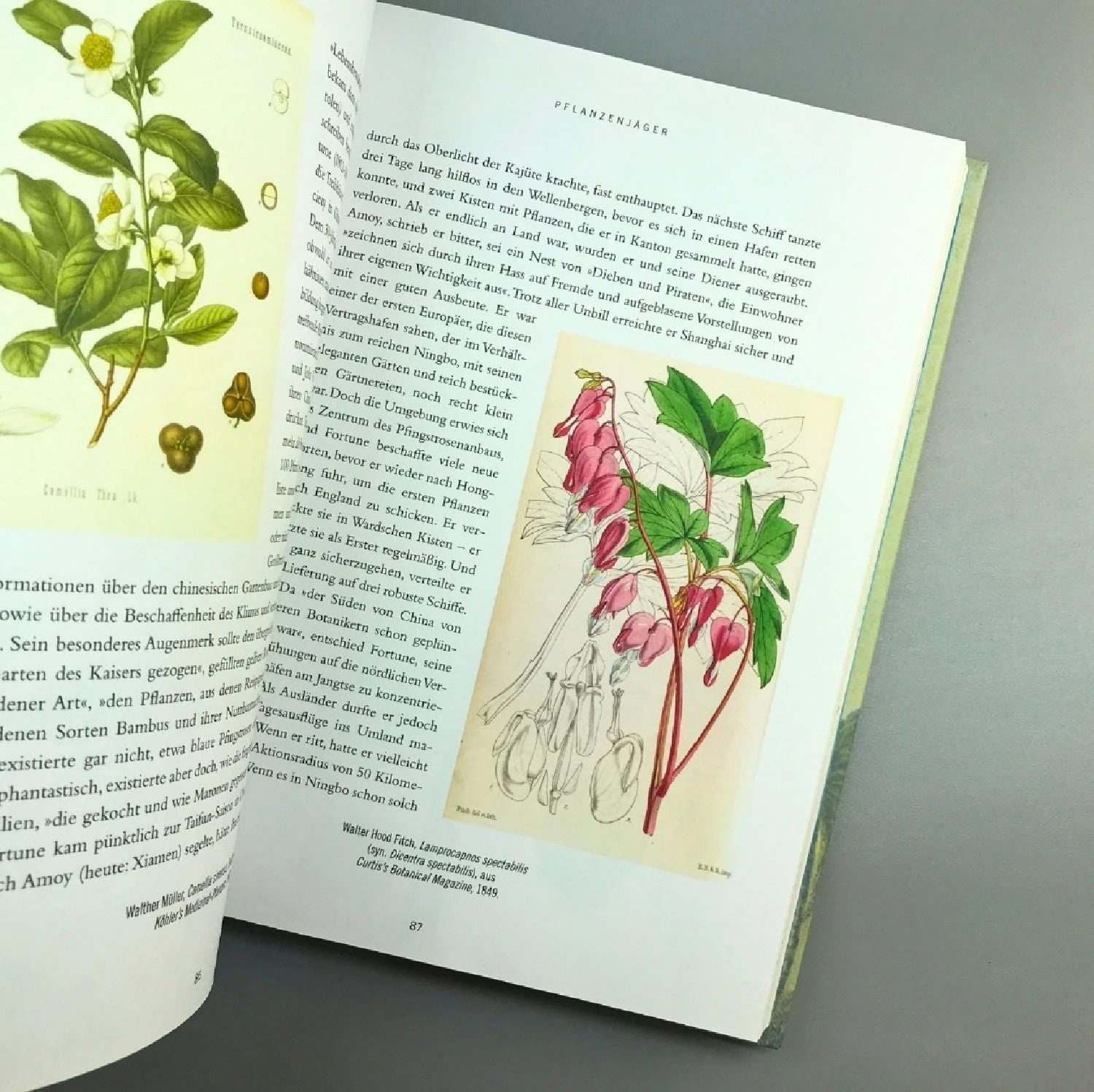 Pflanzenjäger (Wie Exotische Pflanzen In Unsere Gärten) 4 Pflanzenjäger (Wie Exotische Pflanzen In Unsere Gärten) – Bild 4