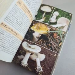 Der Große Kosmos Pilzführer (Hans E. Laux) -Grün Raum Verkaufsgeschäft 35907 Der 20grosse 20Kosmos 20Pilzfuehrer Hans 20E 20Laux 5