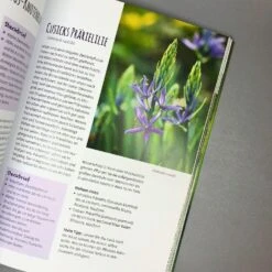 Die 150 Besten Pflanzen (für Jede Gartenecken) -Grün Raum Verkaufsgeschäft 35935 Die 20150 20Besten 20Pflanzen fuer 20jede 20Gartenecken 5