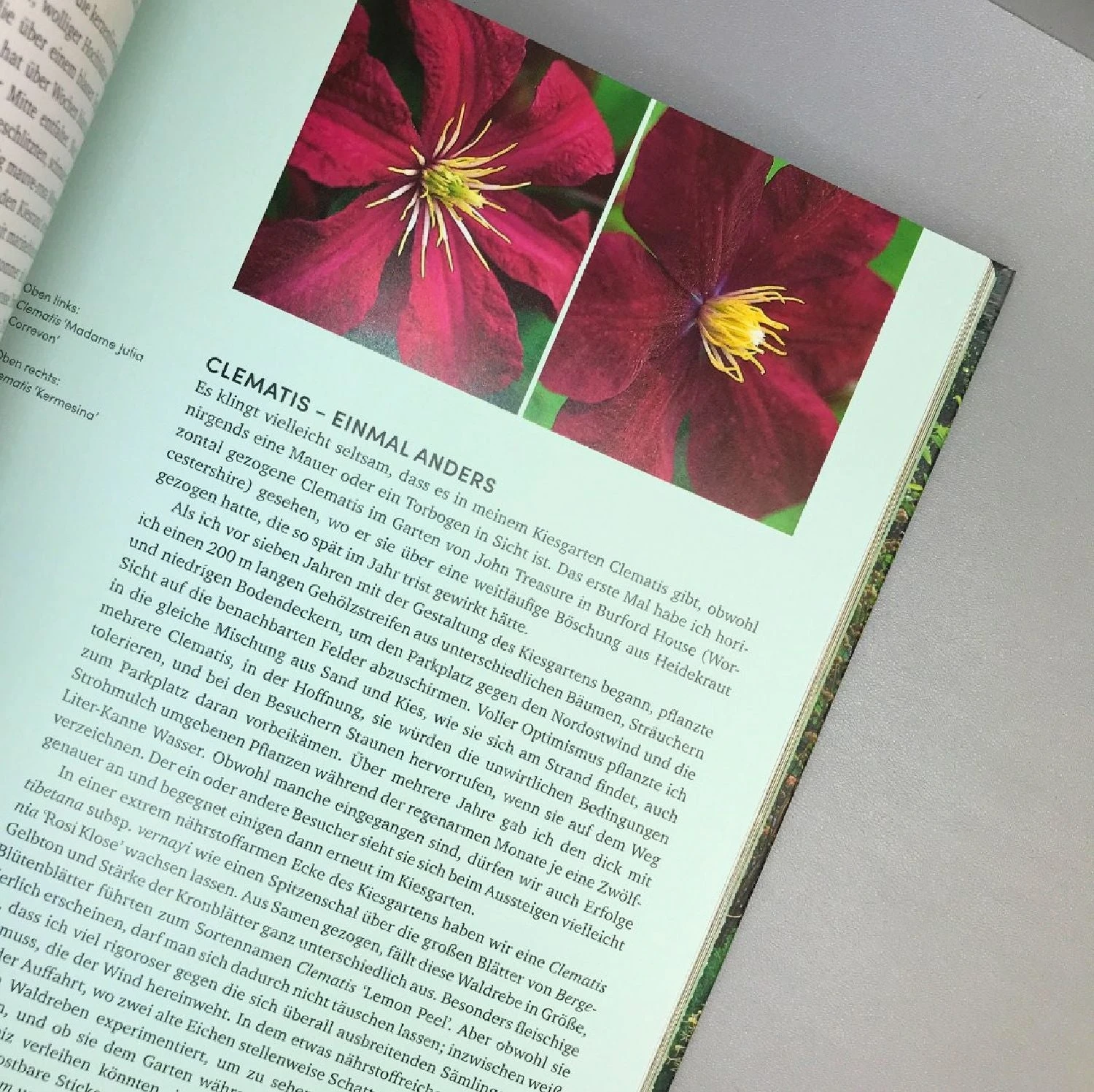 Beth Chatto Kiesgarten (Gärtnern Auf Trockenem Standort) 5 Beth Chatto Kiesgarten (Gärtnern Auf Trockenem Standort) – Bild 5