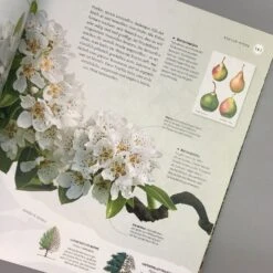 Alles über Bäume (Eine Natur- Und Kulturgeschichte) -Grün Raum Verkaufsgeschäft 36489 Alles 20ueber 20Baeume Eine 20Natur 20und 20Kulturgeschichte 6