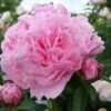 Paeonia Lactiflora 'Miss Eckhardt' (Staudenpfingstrose)